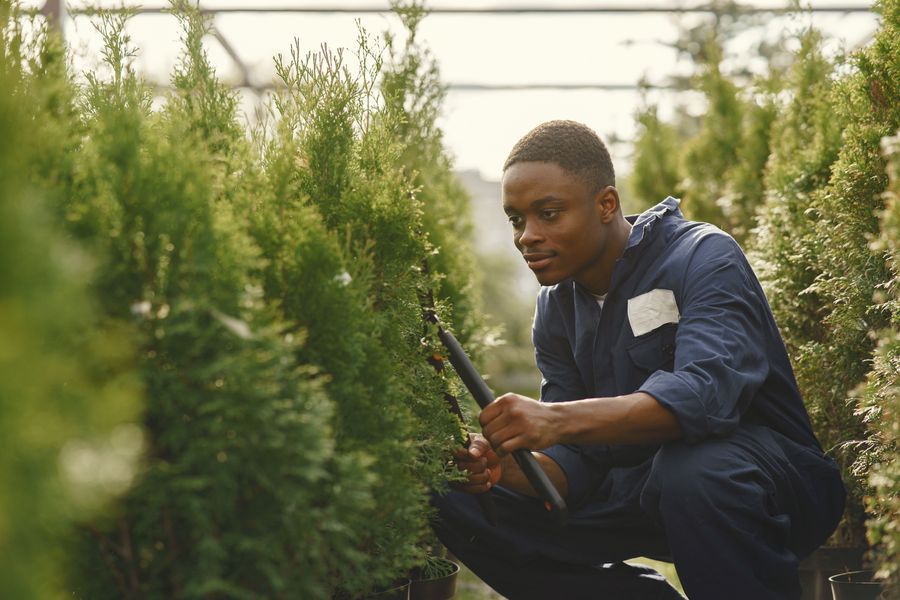 Gardener trimming plants